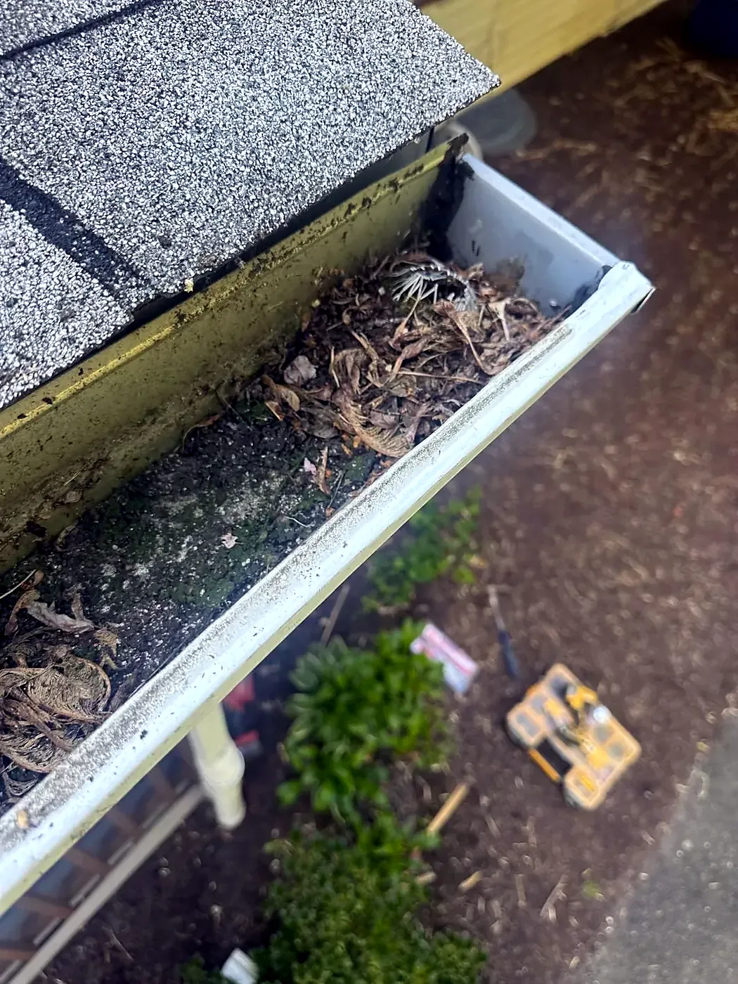 Looking down into a gutter clogged with dead leaves and debris along a shingle roof edge