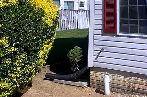 Black corrugated sump discharge pipe exiting a house foundation under a hedge beside gray siding