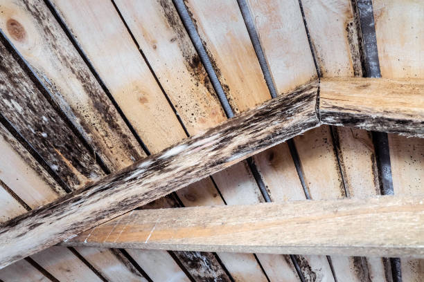 rotted wood services in washington dc