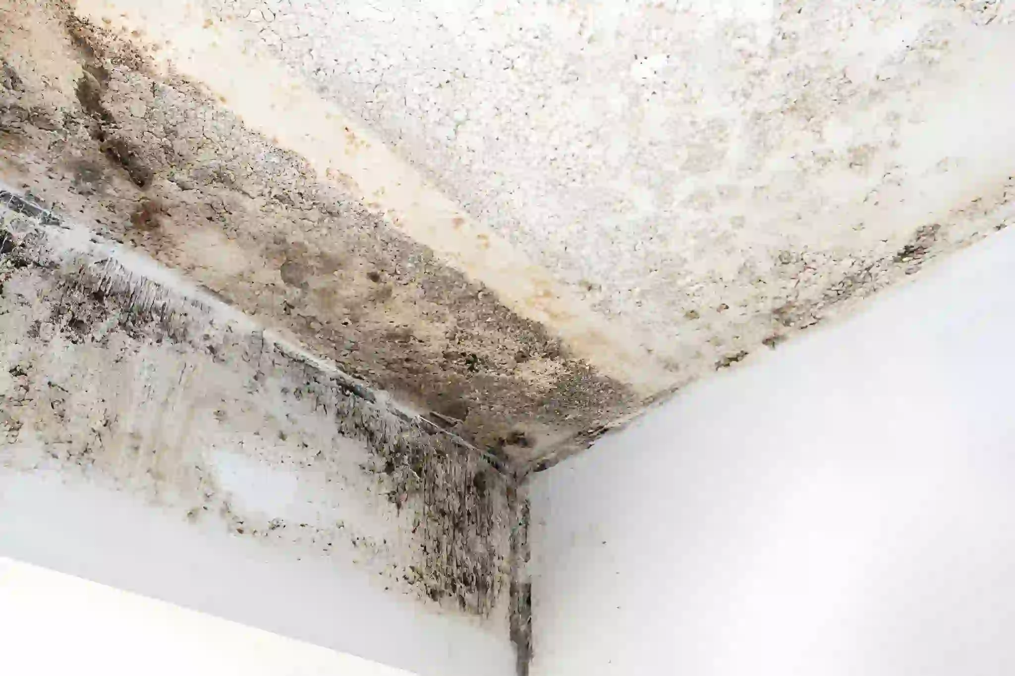 severe ceiling mold and water damage from emergency roof leak in mclean va home