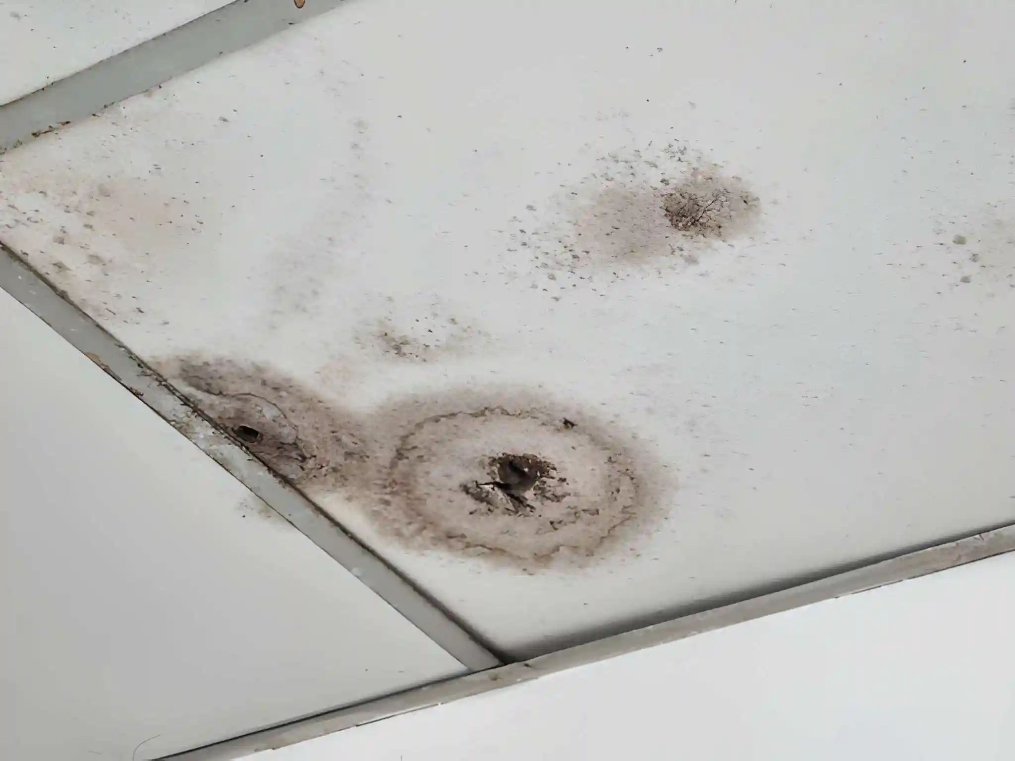 ceiling water stains and mold caused by an active roof leak requiring roof leak repair near me in herndon va