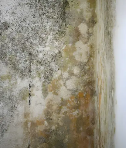 interior wall mold and moisture damage caused by a roof leak requiring inspection by roofing companies near me.